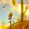 Carte nature 8